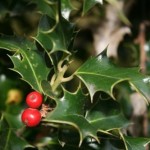 holly
