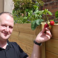 ray and the strawberries